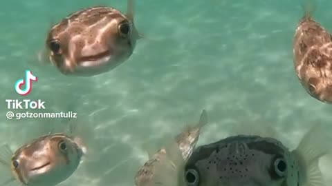 Funny videos 2022