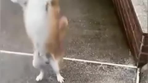 Funniest cats and dogs