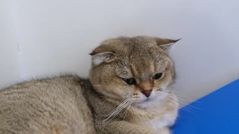 Why Does Your Cat Sleep With You _