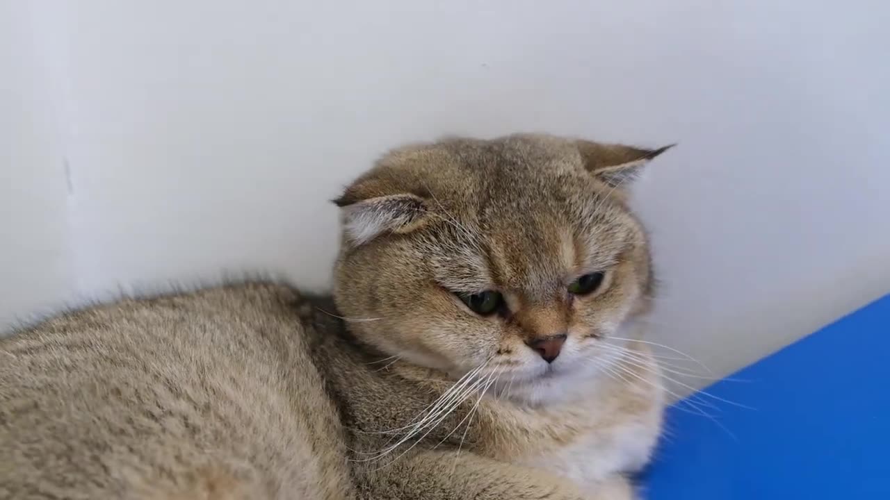 Why Does Your Cat Sleep With You _