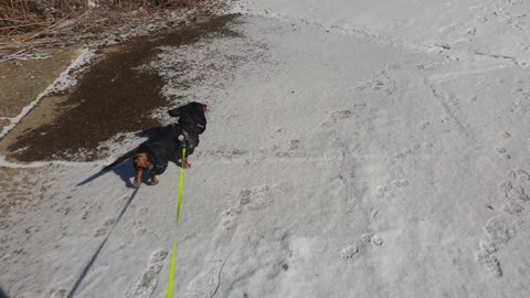 Dachshund walking on a snowy road