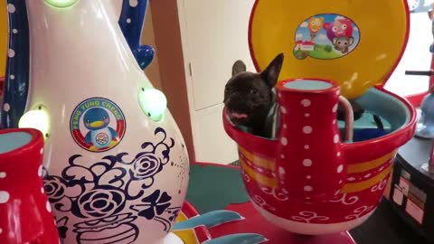 Cachorro de Bulldog Francés disfruta juego para niños