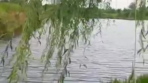 Willow tree drifting by the lake