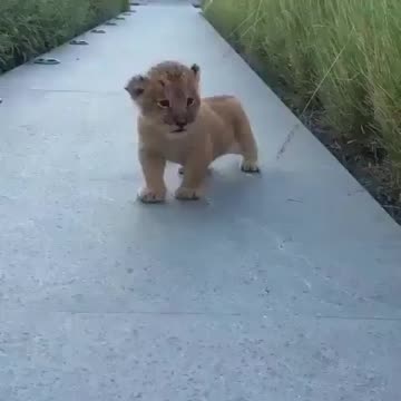 Lion Cub Learning to Roar