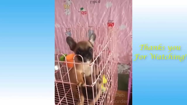 Cute Pets And Funny Animals Compilation