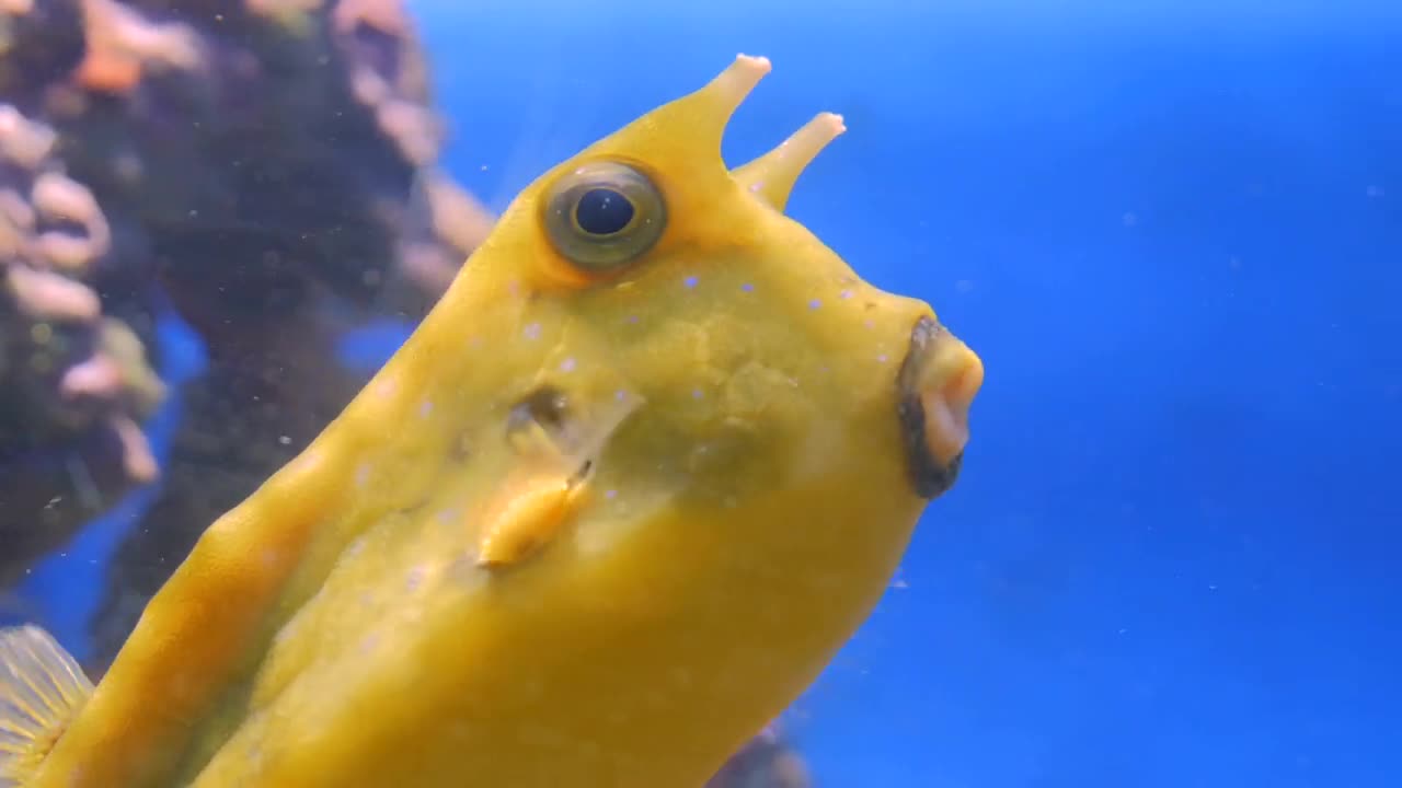 Amazing Sea Creatures ▶ 4