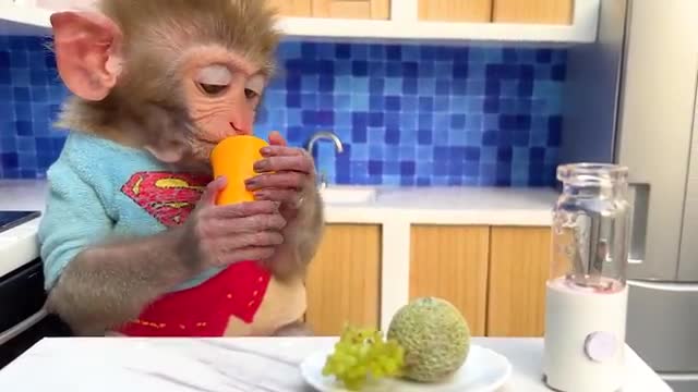 Monkey Baby Bon Bon harvests fruit on the farm to make watermelon smoothies