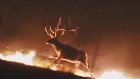 Deer Fleeing Wyoming Fires