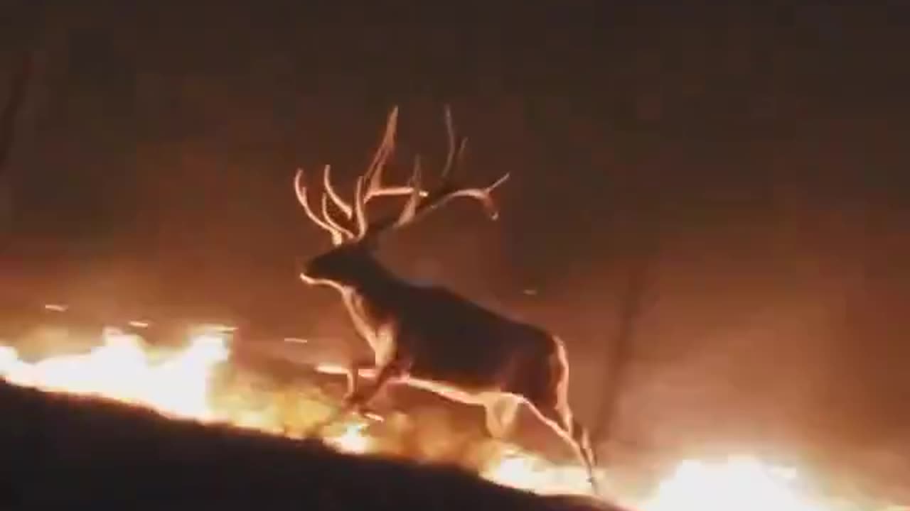 Deer Fleeing Wyoming Fires