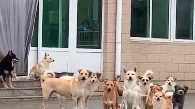 funny video of dogs many dogs seen a people