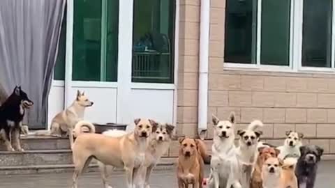 funny video of dogs many dogs seen a people