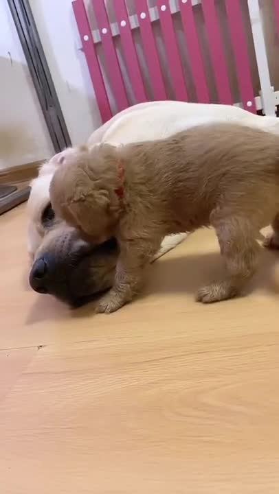 Cute Dog kissing his mom