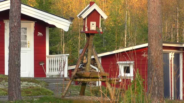 Birds Family Surrounded Their House , Intruder Squirrel Inside