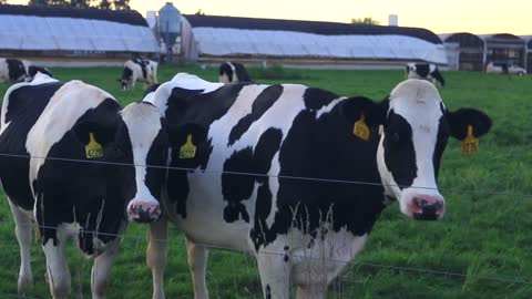 Cows in a field, Slider Shot