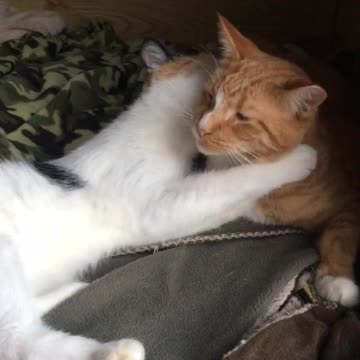 Put wanted no part of it