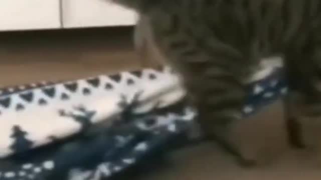 Funny cats compilation_part_-_1(