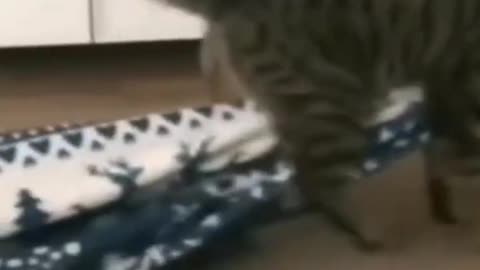 Funny cats compilation_part_-_1(