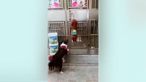 New Funny Dogs