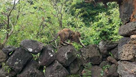 In Jeju island