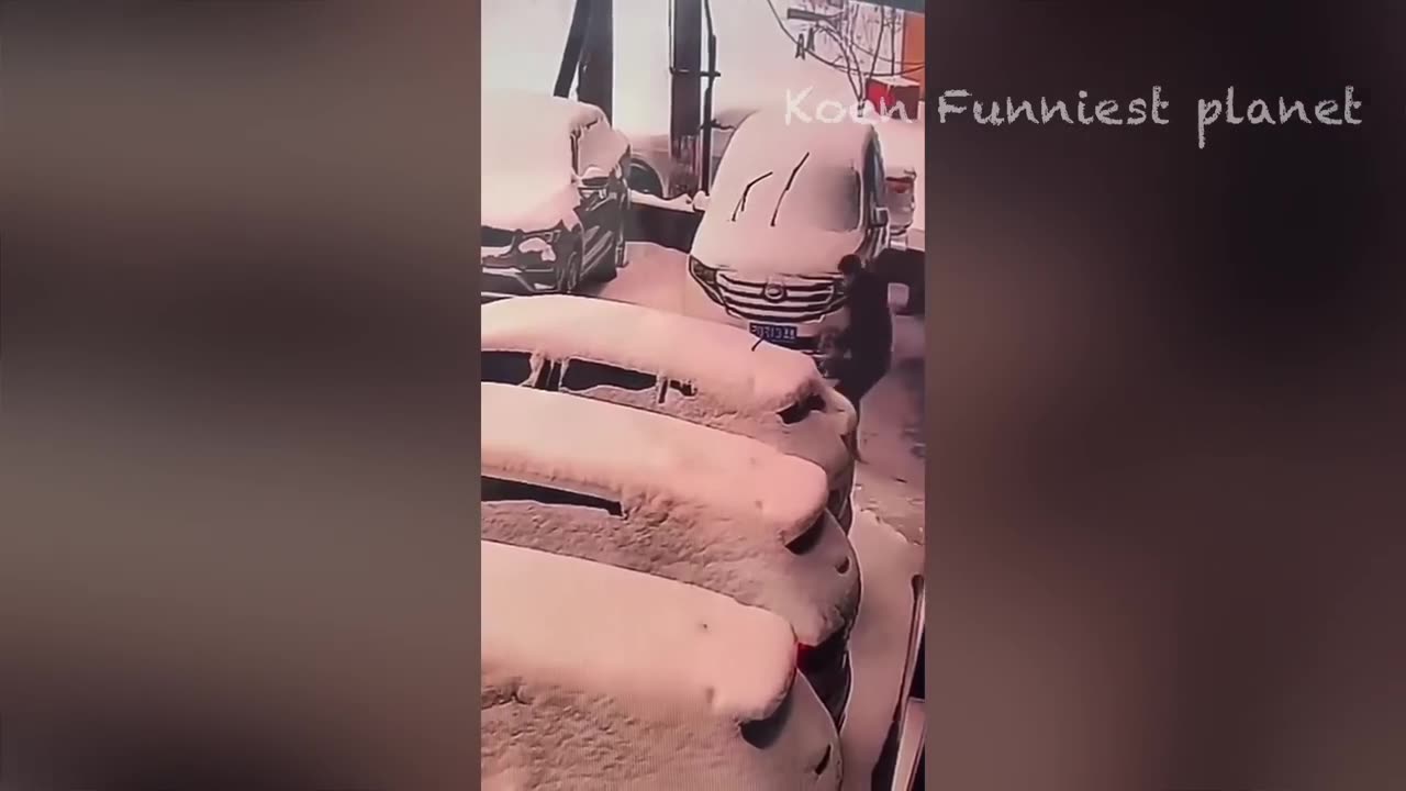 funny animals