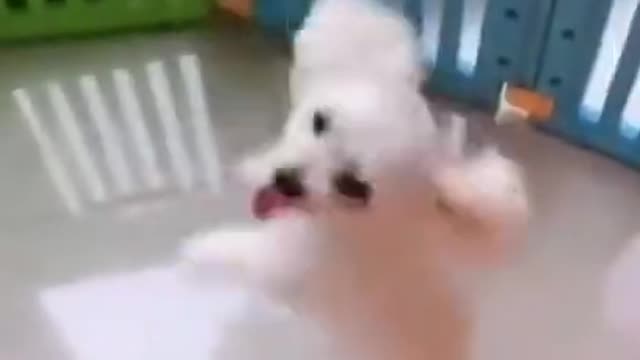 Funny dog dance love