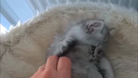 Some funny scenes of a pet cat & Pet cat jookes Eting...