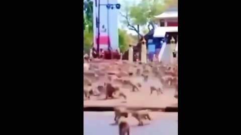 #Fight DOG