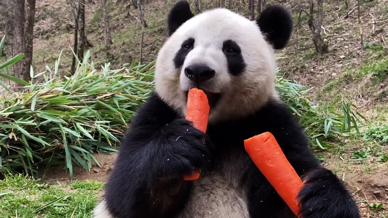 The slow life of pandas so fanny