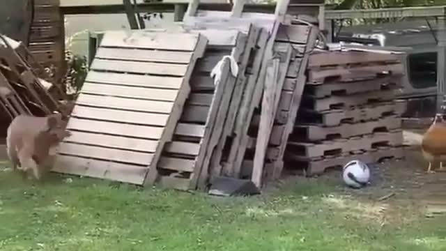 Funy animals Follow the dog by the chickenš¤£