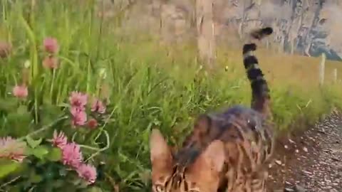 The beauty of nature with the beauty of this cat 😍😍😍😍😍😍😍