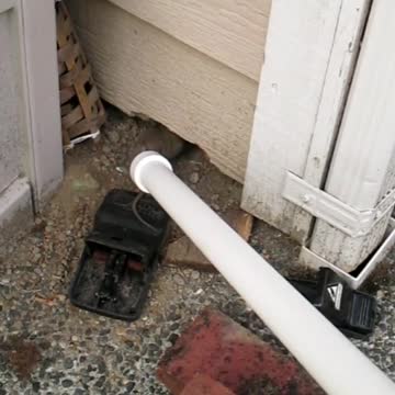 Picking Up a Rat with a Wire Loop Before the Rat Goes Under Your House