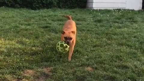 Brown dog jumps fetches green ball