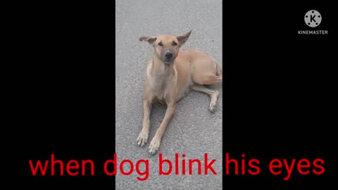 Dog blink his eyes