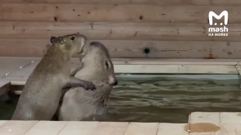 Father and son capybara booked some relaxation time