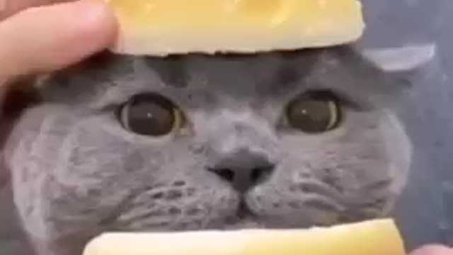 Cat Burger