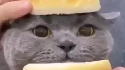 Cat Burger