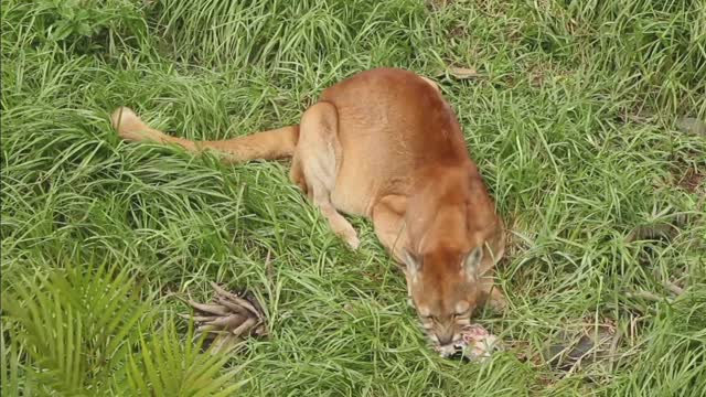 how funny cats playing in their own world