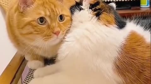 Funny cute cats #1