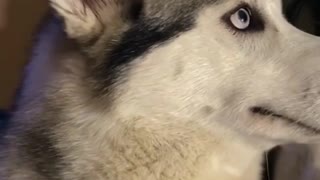 Adorable dog feels guilty for chewing headset