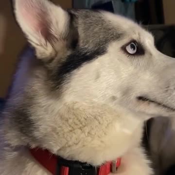 Adorable dog feels guilty for chewing headset