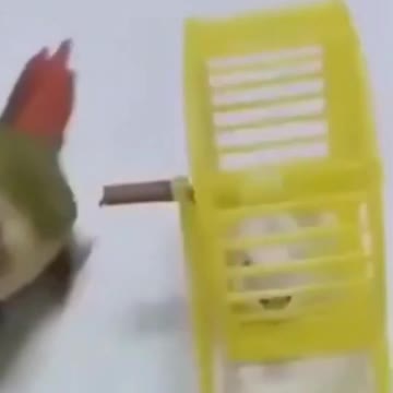 Funniest Parrot and His Friend , The Hamster 🦜🆚🐹🤣#shorts