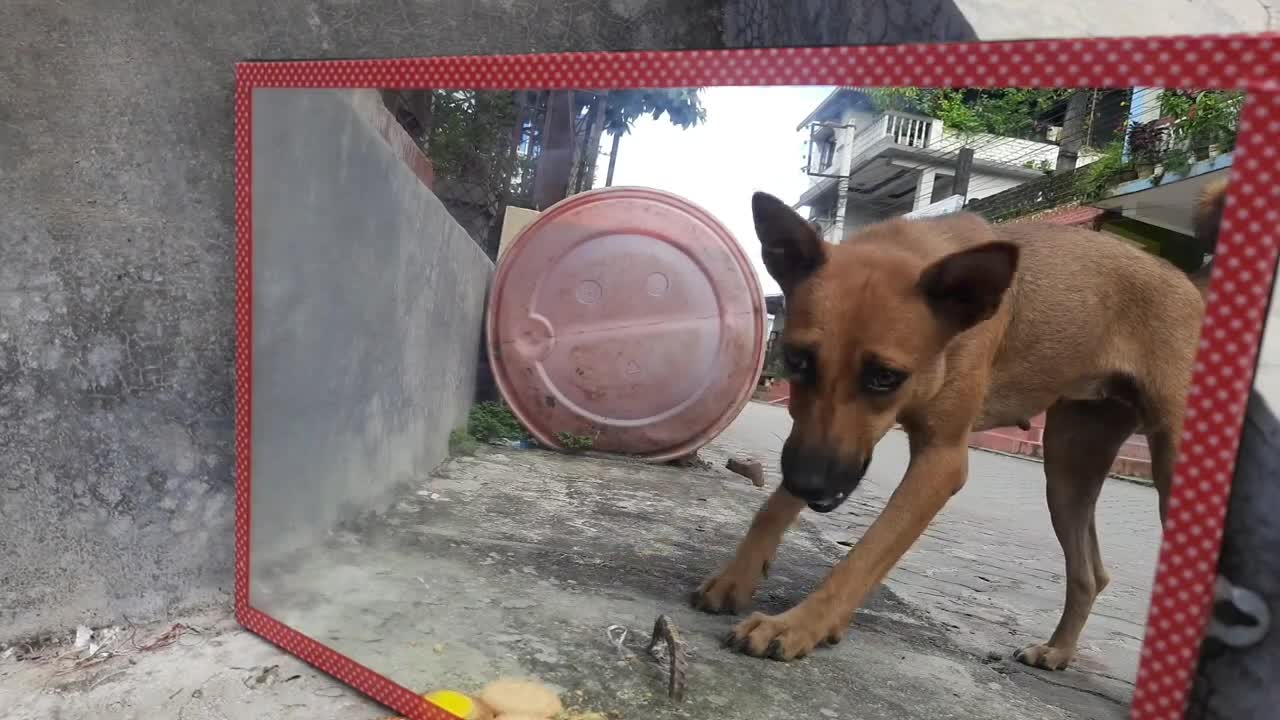 Mirror prank for dog Hilarious Reaction