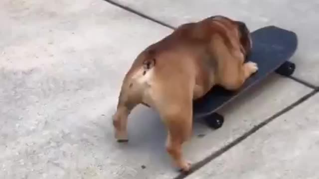 Dog became expert after learning skating