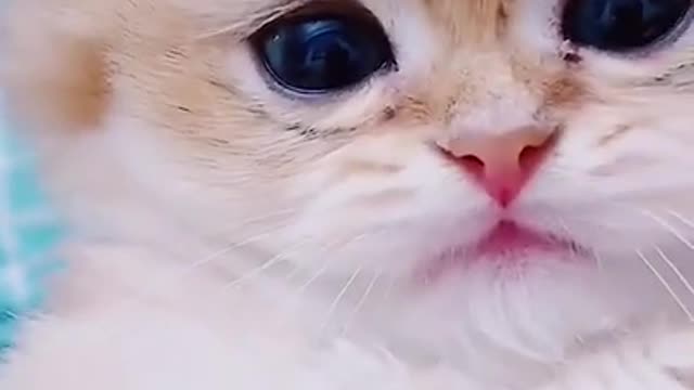 Playful kittens having fun COMPILATION 2021