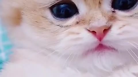 Playful kittens having fun COMPILATION 2021