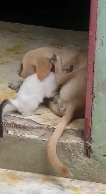 The cutest thing you've even seen..