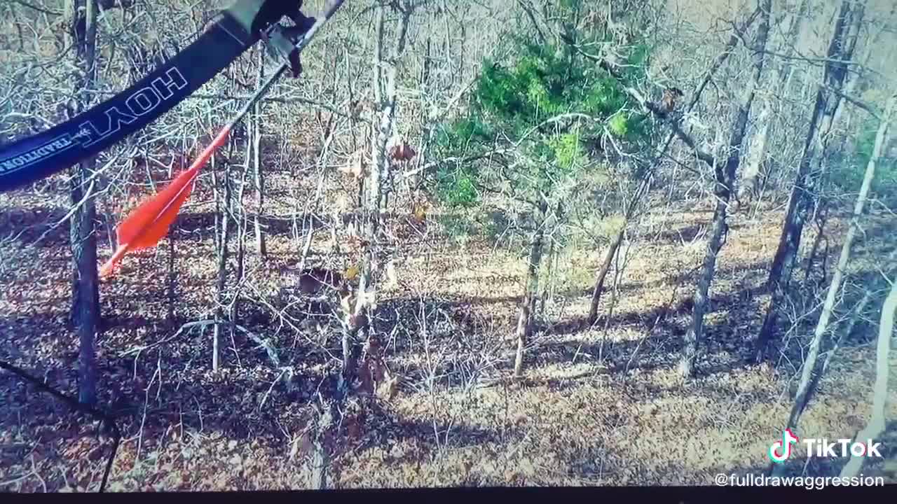 Big public land buck at 8 yards with recurve