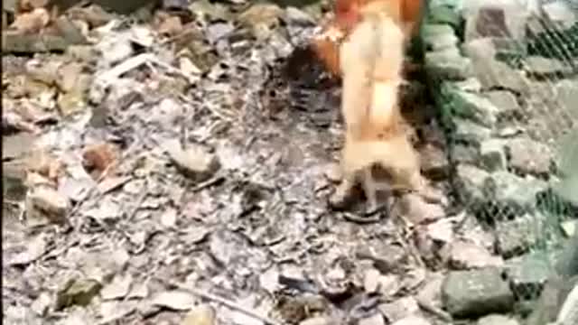 POWERFUL CHICKEN