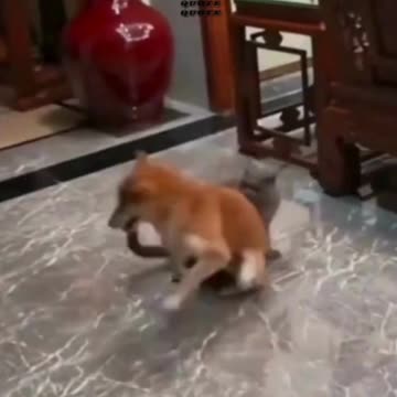 Purrfectly Hilarious Cat Moments You Won't Believe