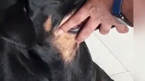 rottweiler dog 🐶 🦴🦴| #shorts | #rottweiler | #viralvideo |#funnyvideo | #shortvideo | #pets